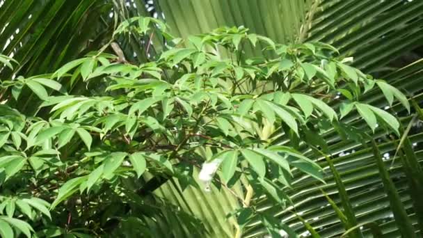 탄드라 자연적 배경을 가지고 인도네시아 사람들 식물을 잠자리 용하였다 — 비디오