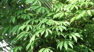 Ceiba pentandra (pamuk, Java kapok, ipek pamuk, samauma) doğal bir geçmişe sahiptir. Endonezyalı bu bitkiyi yatak olarak kullanmış.