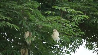 Ceiba pentandra (pamuk, Java kapok, ipek pamuk, samauma) doğal bir geçmişe sahiptir. Endonezyalı bu bitkiyi yatak olarak kullanmış.