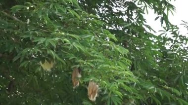 Ceiba pentandra (pamuk, Java kapok, ipek pamuk, samauma) doğal bir geçmişe sahiptir. Endonezyalı bu bitkiyi yatak olarak kullanmış.