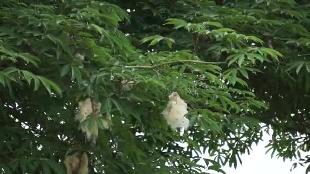 Ceiba Pentandra Cotton Java Fok Silk Cotton Samauma Естественным Фоном — стоковое видео