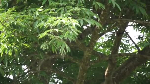 Ceiba Pentandra Bavlna Java Kapok Hedvábná Bavlna Samauma Přírodním Pozadím — Stock video