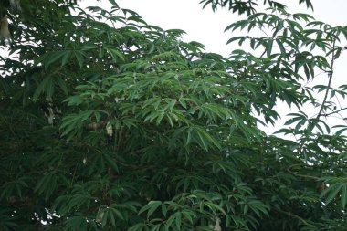 Ceiba pentandra (pamuk, Java kapok, ipek pamuk, samauma) doğal bir geçmişe sahiptir. Endonezyalı bu bitkiyi yatak olarak kullanmış.