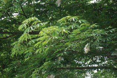 Ceiba pentandra (pamuk, Java kapok, ipek pamuk, samauma) doğal bir geçmişe sahiptir. Endonezyalı bu bitkiyi yatak olarak kullanmış.