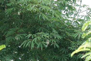 Ceiba pentandra (pamuk, Java kapok, ipek pamuk, samauma) doğal bir geçmişe sahiptir. Endonezyalı bu bitkiyi yatak olarak kullanmış.