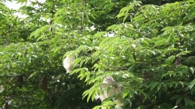 Ceiba pentandra (pamuk, Java kapok, ipek pamuk, samauma) doğal bir geçmişe sahiptir. Endonezyalı bu bitkiyi yatak olarak kullanmış.