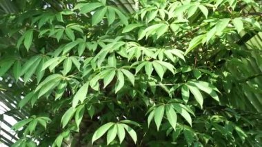 Ceiba pentandra (pamuk, Java kapok, ipek pamuk, samauma) doğal bir geçmişe sahiptir. Endonezyalı bu bitkiyi yatak olarak kullanmış.