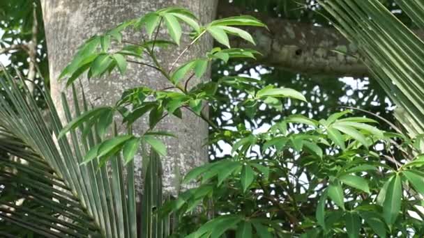 Ceiba Pentandra Baumwolle Java Kapok Seidenbaumwolle Samauma Mit Natürlichem Hintergrund — Stockvideo
