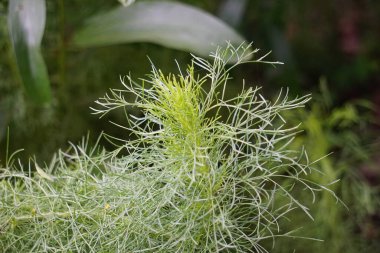 Artemisia abrotanum (Southernwood, delikanlının aşkı, güney pelin otu, ayçiçeği, yaşlı adam) ağaçta. Sarılık tedavisinde Artemisia abrotanum 'un hava parçaları kullanılır.