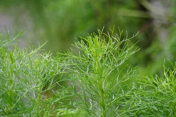 Artemisia Abrotanum Madera Del Sur Amor Del Muchacho Ajenjo Del — Foto de Stock
