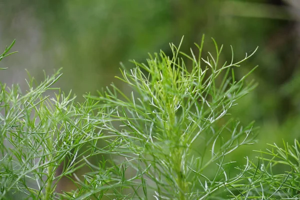 Artemisia Abrotanum Southernwood Amor Moço Absinto Sul Girassol Homem Velho — Fotografia de Stock