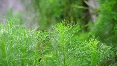 Artemisia abrotanum (Southernwood, delikanlının aşkı, güney pelin otu, ayçiçeği, yaşlı adam) ağaçta. Sarılık tedavisinde Artemisia abrotanum 'un hava parçaları kullanılır.