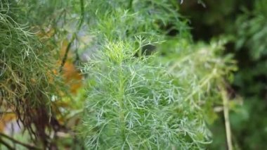Artemisia abrotanum (Southernwood, delikanlının aşkı, güney pelin otu, ayçiçeği, yaşlı adam) ağaçta. Sarılık tedavisinde Artemisia abrotanum 'un hava parçaları kullanılır.