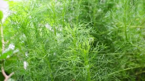 Artemisia Abrotanum Jižní Les Chlapecká Láska Jižní Pelyněk Slunečnice Stařec — Stock video