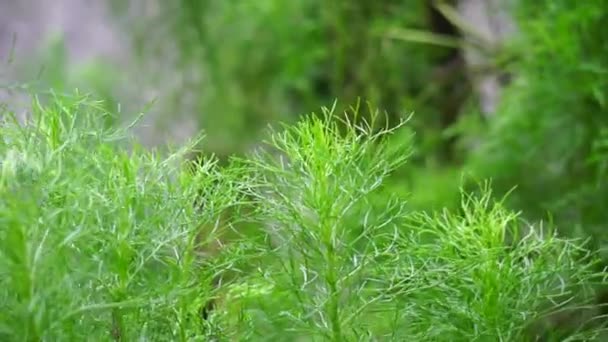 Artemisia Abrotanum Südwald Burschenliebe Südlicher Wermut Sonnenblume Alter Mann Baum — Stockvideo