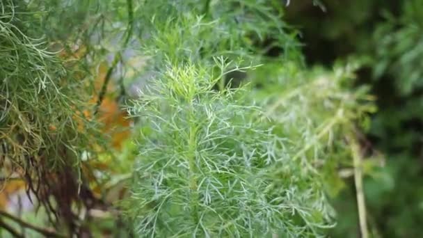 Artemisia Abrotanum Jižní Les Chlapecká Láska Jižní Pelyněk Slunečnice Stařec — Stock video