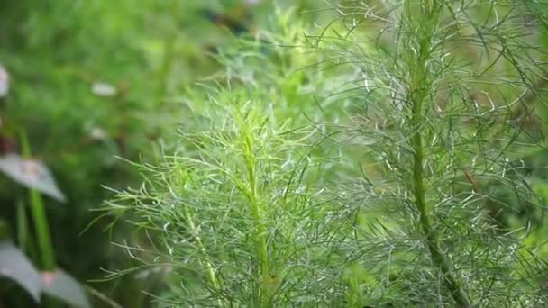 Artemisia Abrotanum Südwald Burschenliebe Südlicher Wermut Sonnenblume Alter Mann Baum — Stockvideo
