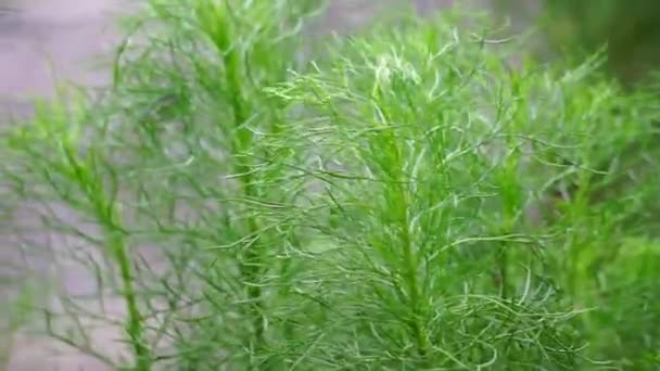 Artemisia Abrotanum Madera Del Sur Amor Del Muchacho Ajenjo Del — Vídeos de Stock