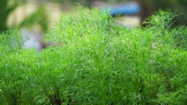 Artemisia Abrotanum Southernwood Lad Love Southern Αψιθιά Ηλίανθος Γέρος Στο — Αρχείο Βίντεο