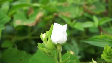 Gymnopetalum cochinchinense (ayrıca kanjat, buah lapang, kisik utan olarak da bilinir) doğal bir geçmişi vardır.
