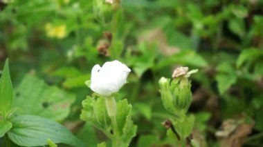 Gymnopetalum cochinchinense (ayrıca kanjat, buah lapang, kisik utan olarak da bilinir) doğal bir geçmişi vardır.