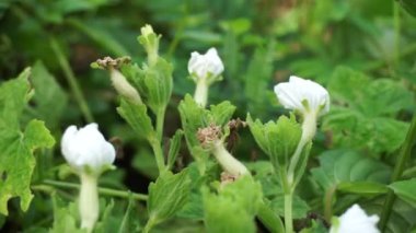 Gymnopetalum cochinchinense (ayrıca kanjat, buah lapang, kisik utan olarak da bilinir) doğal bir geçmişi vardır.