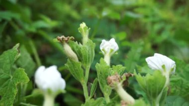 Gymnopetalum cochinchinense (ayrıca kanjat, buah lapang, kisik utan olarak da bilinir) doğal bir geçmişi vardır.