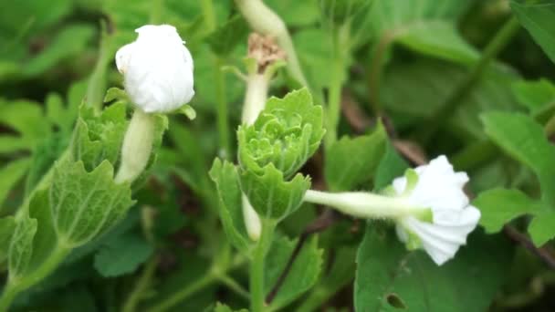 Gymnopetalum Cochinchinchinense También Llamado Kanjat Buah Lapang Kisik Utan Con — Vídeos de Stock