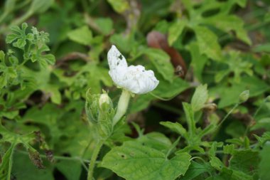 Gymnopetalum cochinchinense (ayrıca kanjat, buah lapang, kisik utan olarak da bilinir) doğal bir geçmişi vardır.