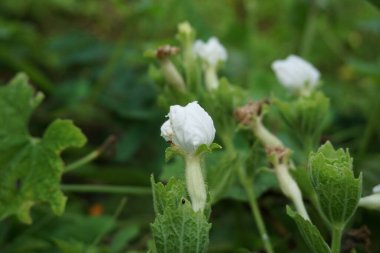 Gymnopetalum cochinchinense (ayrıca kanjat, buah lapang, kisik utan olarak da bilinir) doğal bir geçmişi vardır.