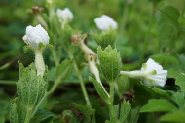Gymnopetalum cochinchinense (ayrıca kanjat, buah lapang, kisik utan olarak da bilinir) doğal bir geçmişi vardır.