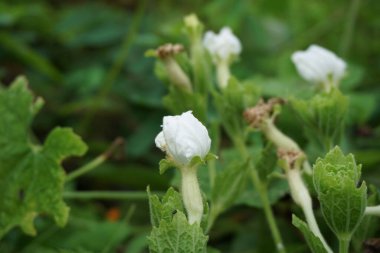 Gymnopetalum cochinchinense (ayrıca kanjat, buah lapang, kisik utan olarak da bilinir) doğal bir geçmişi vardır.