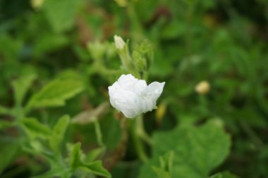 Gymnopetalum cochinchinense (ayrıca kanjat, buah lapang, kisik utan olarak da bilinir) doğal bir geçmişi vardır.