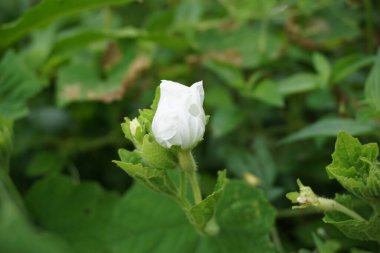 Gymnopetalum cochinchinense (ayrıca kanjat, buah lapang, kisik utan olarak da bilinir) doğal bir geçmişi vardır.