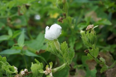 Gymnopetalum cochinchinense (ayrıca kanjat, buah lapang, kisik utan olarak da bilinir) doğal bir geçmişi vardır.