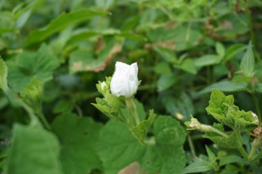 Gymnopetalum cochinchinense (ayrıca kanjat, buah lapang, kisik utan olarak da bilinir) doğal bir geçmişi vardır.