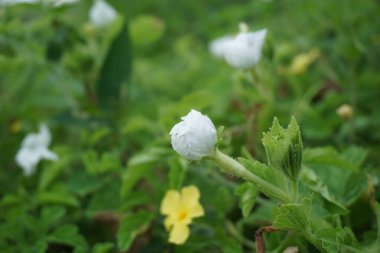 Gymnopetalum cochinchinense (ayrıca kanjat, buah lapang, kisik utan olarak da bilinir) doğal bir geçmişi vardır.