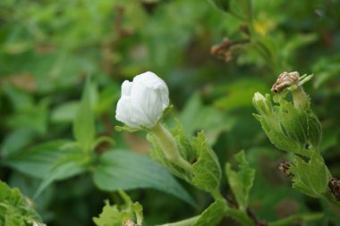 Gymnopetalum cochinchinense (ayrıca kanjat, buah lapang, kisik utan olarak da bilinir) doğal bir geçmişi vardır.