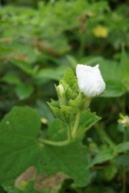Gymnopetalum cochinchinense (ayrıca kanjat, buah lapang, kisik utan olarak da bilinir) doğal bir geçmişi vardır.