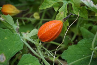 Gymnopetalum cochinchinense (ayrıca kanjat, buah lapang, kisik utan olarak da bilinir) doğal bir geçmişi vardır.