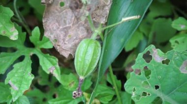 Gymnopetalum cochinchinense (ayrıca kanjat, buah lapang, kisik utan olarak da bilinir) doğal bir geçmişi vardır.