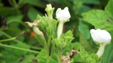 Gymnopetalum cochinchinense (ayrıca kanjat, buah lapang, kisik utan olarak da bilinir) doğal bir geçmişi vardır.