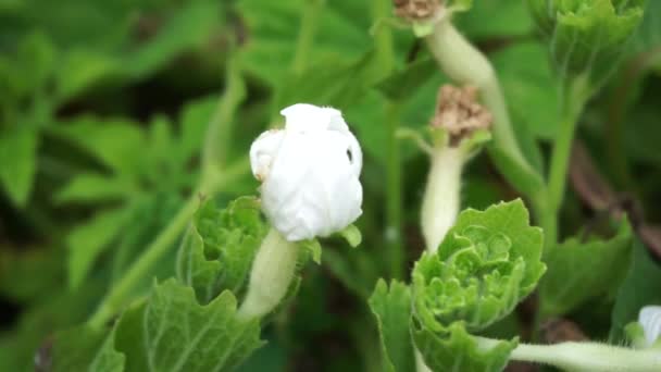 Gymnopetalum Cochinchinense Ayrıca Kanjat Buah Lapang Kisik Utan Olarak Bilinir — Stok video