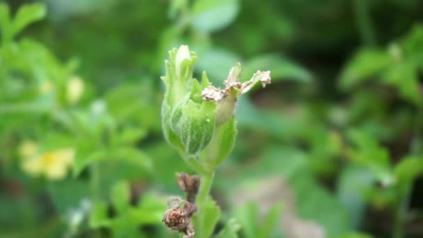 Gymnopetalum Cochinchinense Juga Disebut Kanjat Buah Lapang Kisik Utan Dengan — Stok Video