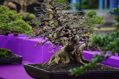 Doğal bir geçmişi olan güzel bonsai.