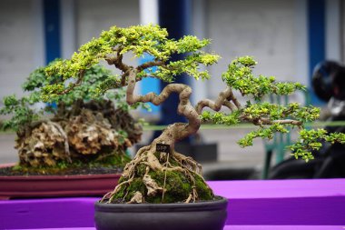 Doğal bir geçmişi olan güzel bonsai.