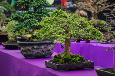 Doğal bir geçmişi olan güzel bonsai.
