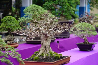 Doğal bir geçmişi olan güzel bonsai.