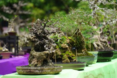 Doğal bir geçmişi olan güzel bonsai.