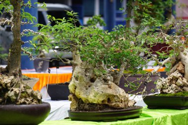 Doğal bir geçmişi olan güzel bonsai.